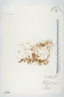 藏品(菟絲子)的圖片