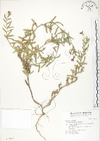藏品(裂葉月見草)的圖片