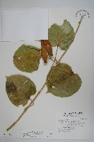 藏品(華他卡藤)的圖片