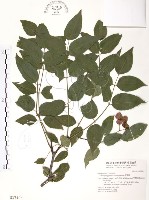 藏品(野鴉椿)的圖片
