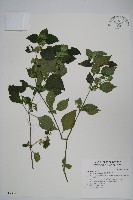 藏品(華九頭獅子草)的圖片