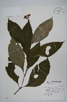 藏品(紅樓花)的圖片