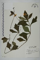 藏品(南美蟛蜞菊、三裂葉蟛蜞菊)的圖片