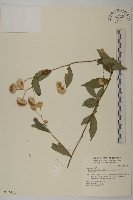 藏品(大頭艾納香)的圖片