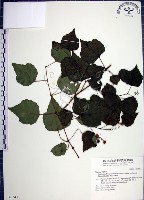 藏品(漢氏山葡萄)的圖片