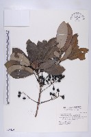 藏品(五蕊虎皮楠)的圖片