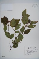 藏品(呂宋莢迷)的圖片