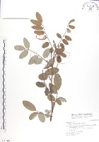 藏品(尖葉木藍)的圖片