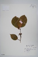 藏品(恆春厚殼樹)的圖片