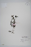 藏品(蘆利草)的圖片