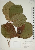 藏品(欖仁舅)的圖片