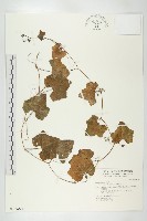 藏品(紅瓜)的圖片