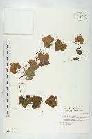 藏品(紅瓜)的圖片