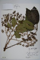 藏品(鵝掌柴、江某、鴨腳樹)的圖片