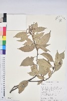 藏品(子彈石櫟、柯)的圖片