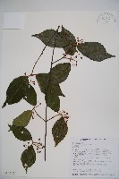 藏品(呂宋莢迷)的圖片