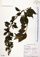 藏品(烏皮九芎、奮起湖野茉莉)的圖片