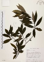 藏品(山胡椒)的圖片