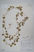 藏品(普刺特草)的圖片