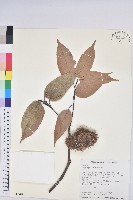 藏品(赤栲、赤校)的圖片