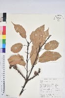 藏品(短尾柯、油葉杜、嶺南柯)的圖片