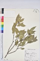 藏品(圓果青剛櫟)的圖片