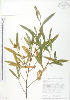 藏品(車桑子)的圖片