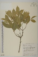 藏品(大丁黃)的圖片