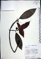 藏品(九重吹、九丁樹、脈葉榕、大葉九重吹)的圖片