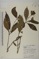 藏品(草珊瑚、紅果金粟蘭)的圖片