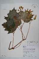 藏品(裂葉秋海棠)的圖片