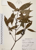 藏品(山肉桂、台灣肉桂)的圖片