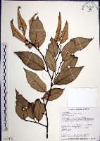 藏品(紅皮、葉下白、赤仔尾)的圖片