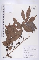 藏品(山紅柿)的圖片