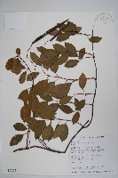 藏品(酸藤)的圖片