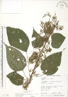 藏品(青苧麻)的圖片