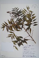 藏品(黃連木、爛心木)的圖片