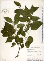 藏品(朴樹)的圖片