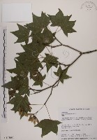 藏品(青楓)的圖片