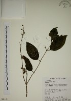 藏品(大葉溲疏)的圖片