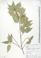 藏品(樟葉槭, 飛蛾子樹)的圖片