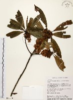 藏品(五掌楠)的圖片