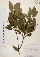 藏品(山肉桂、台灣肉桂)的圖片