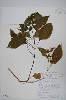 藏品(六角英, 槍刀菜)的圖片