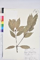 藏品(青剛櫟、鐵椆)的圖片