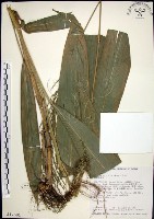 藏品(棕葉狗尾草)的圖片