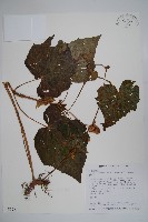 藏品(水鴨腳)的圖片