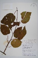 藏品(駝齒獼猴桃)的圖片