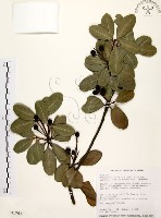 藏品(厚葉石斑木)的圖片