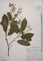 藏品(大青)的圖片